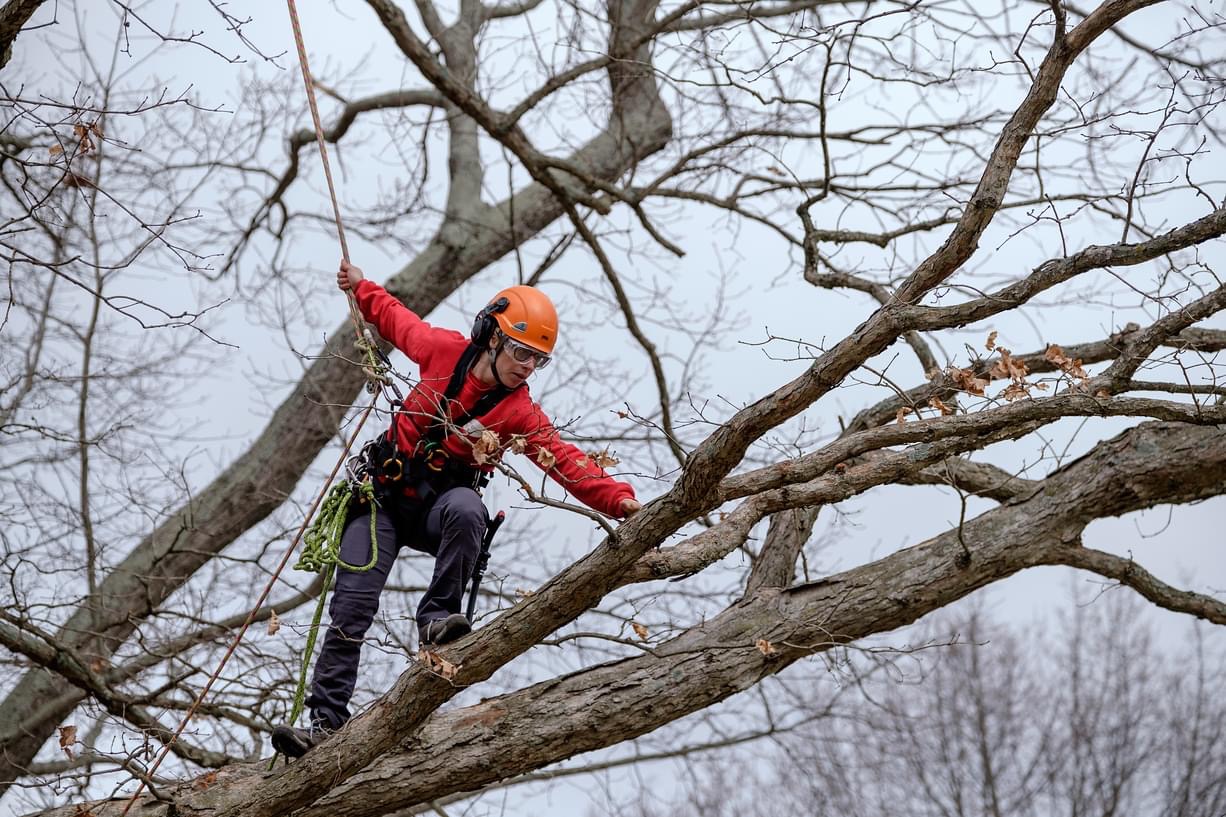 Top Benefits of Hiring a Certified Arborist for Your Tree Care Needs hero image