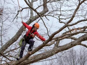 Top Benefits of Hiring a Certified Arborist for Your Tree Care Needs image