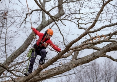 Top Benefits of Hiring a Certified Arborist for Your Tree Care Needs blog image