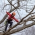 Top Benefits of Hiring a Certified Arborist for Your Tree Care Needs small image